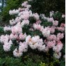 Rhododendron pseudochrysanthum  AGM