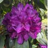 Rhododendron Purple Passion