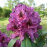 Rhododendron Purple Splendour