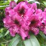 Rhododendron Purple Splendour