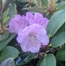 Rhododendron qiaojiaense 'Dusty Pink'  NN0903