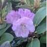 Rhododendron qiaojiaense 'Dusky Pink'