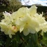 Rhododendron Queen Elizabeth II