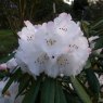 Rhododendron Queenswood Centenary