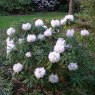 Rhododendron Queenswood Centenary