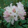 Rhododendron racemosum 'Rock Rose'  AGM