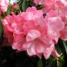 Rhododendron Raoul Millais