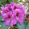 Rhododendron Rasputin