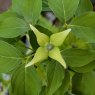 Cornus kousa 'Big Apple'