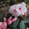 Rhododendron recurvoides