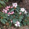 Rhododendron recurvoides