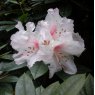 Rhododendron Red Heart