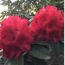 Rhododendron Red Jack