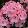 Rhododendron Renoir  AGM
