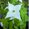 Cornus kousa 'Big Apple'