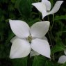 Cornus kousa 'China Girl' AGM