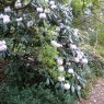 Rhododendron rex  AGM