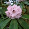 Rhododendron rex  ssp. fictolacteum  AGM
