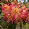 Rhododendron Ring of Fire