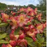 Rhododendron Ring of Fire