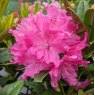 Rhododendron Rocket