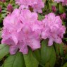 Rhododendron Roseum Elegans