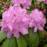 Rhododendron Roseum Elegans INKARHO