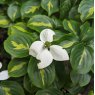 Cornus kousa 'Gold Star'