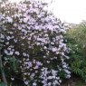 Rhododendron rubiginosum AGM