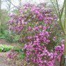 Rhododendron rubiginosum Ted Millais AGM