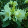 Rhododendron Saffron Queen