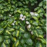 Cornus kousa 'Gold Star'