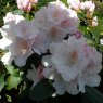 Rhododendron Schneekrone  AGM