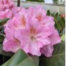 Rhododendron Scintillation AGM