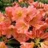 Rhododendron September Song  AGM