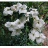 Cornus kousa National