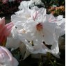 Rhododendron Silver Jubilee  AGM