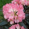 Rhododendron Silver Skies