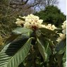 Rhododendron sinogrande  AGM