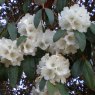 Rhododendron Sir Charles Lemon AGM