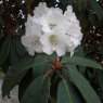 Rhododendron Sir Charles Lemon AGM