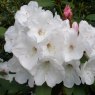 Rhododendron Snow Queen
