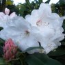 Rhododendron Snow Queen