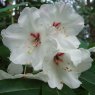 Rhododendron souliei