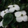 Cornus kousa Wisley Queen AGM