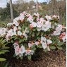 Rhododendron Special Dane