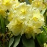 Rhododendron Stanway