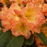 Rhododendron Sun Fire INKARHO