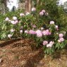 Rhododendron sutchuenense