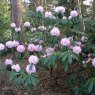 Rhododendron sutchuenense